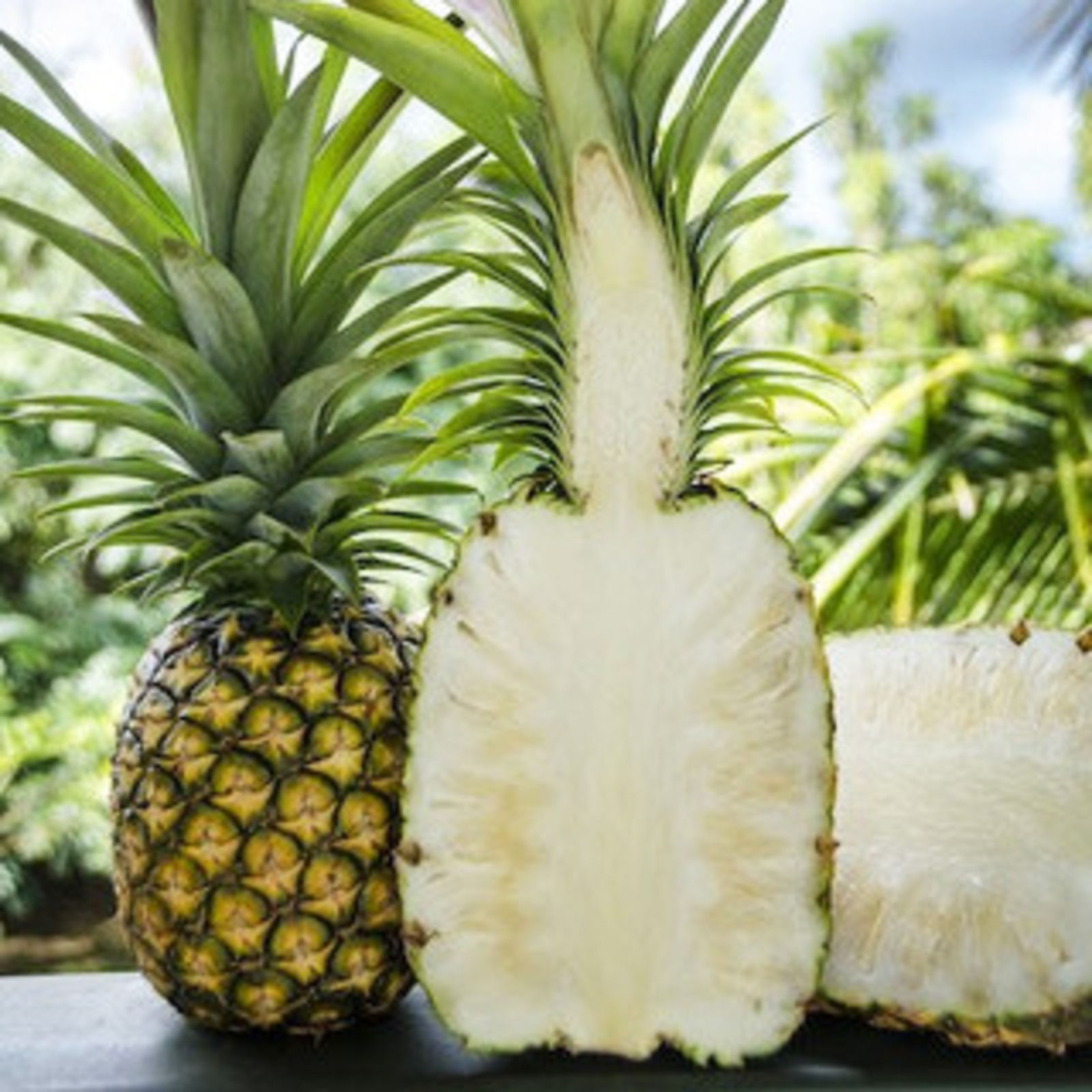 Pineapple - White/Sugarloaf