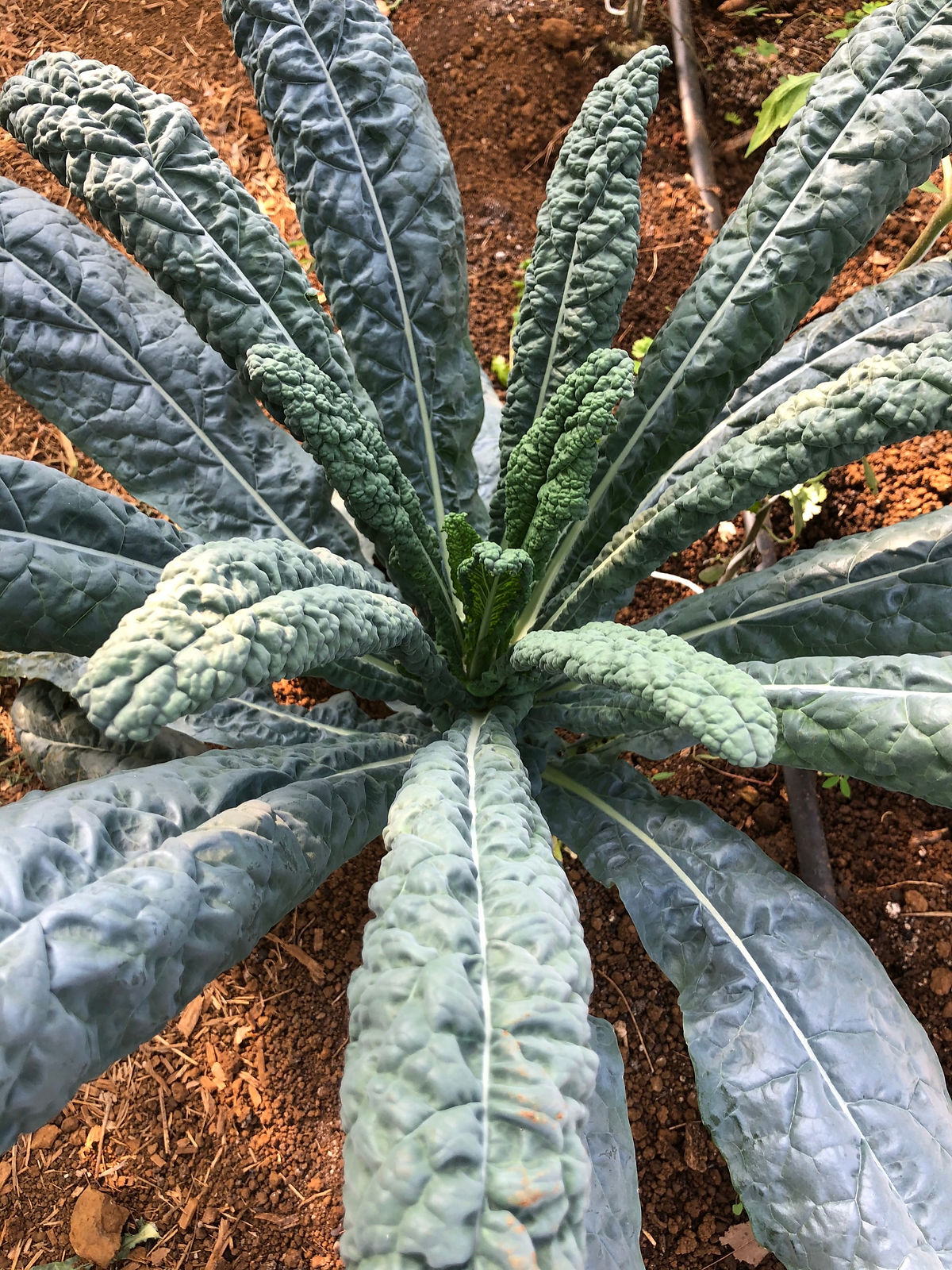 Kale - Tuscano