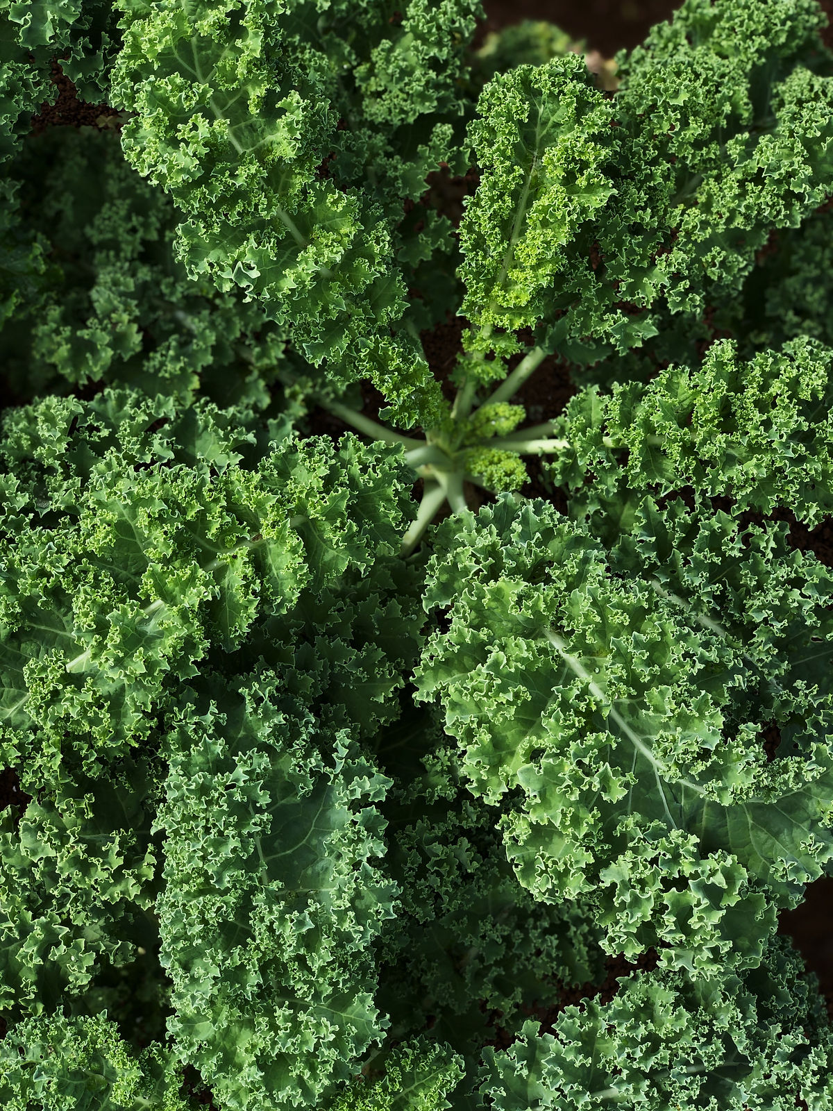 Kale - Curly